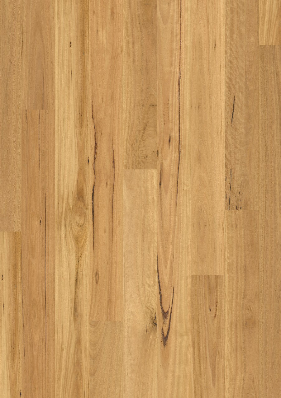 Blackbutt