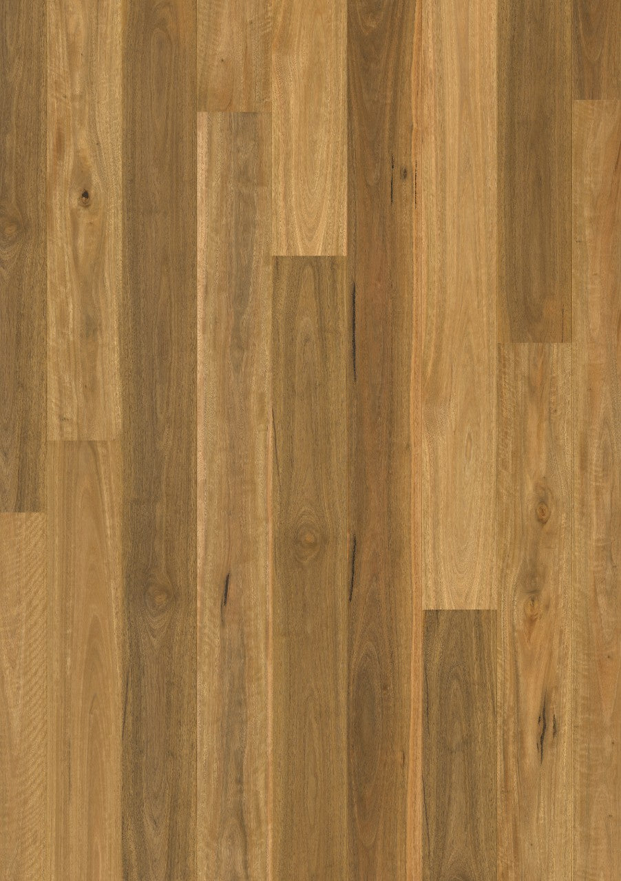 Spotted Gum