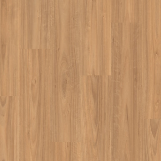 Blackbutt Light - Quickstep