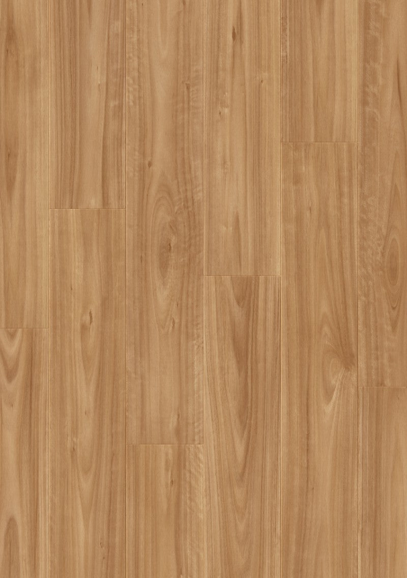Blackbutt - Quickstep