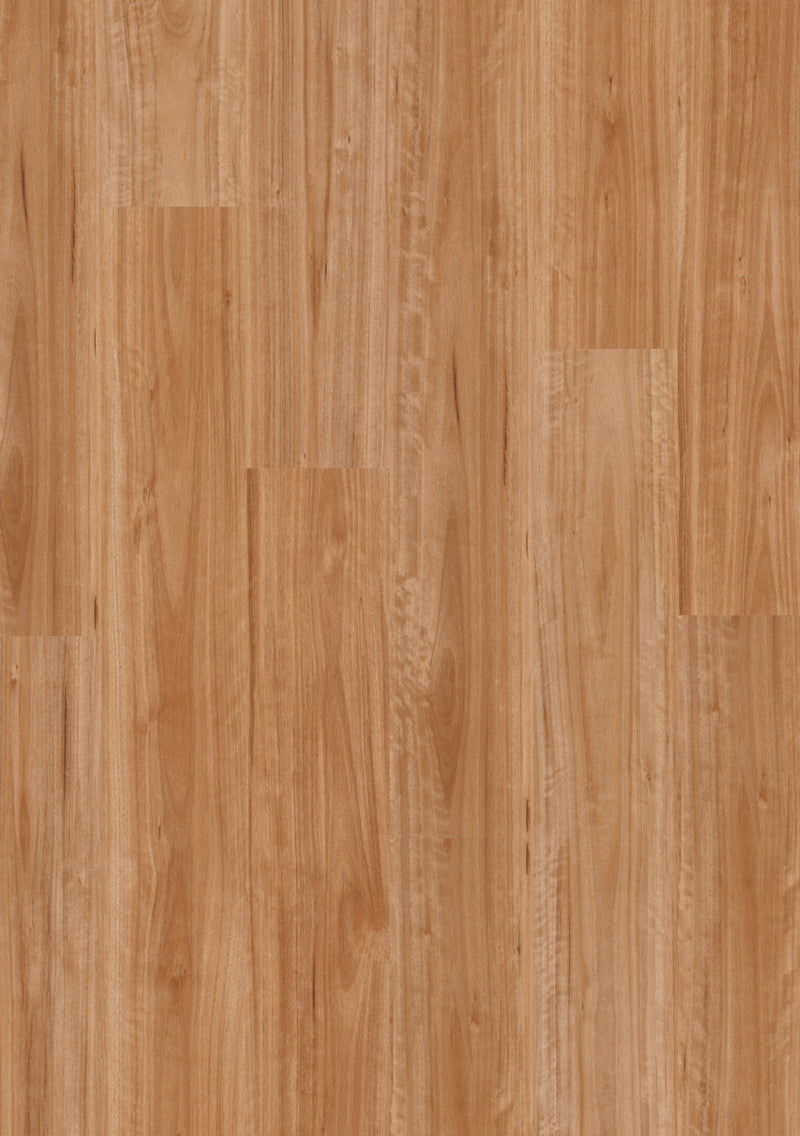 Blackbutt - Titan