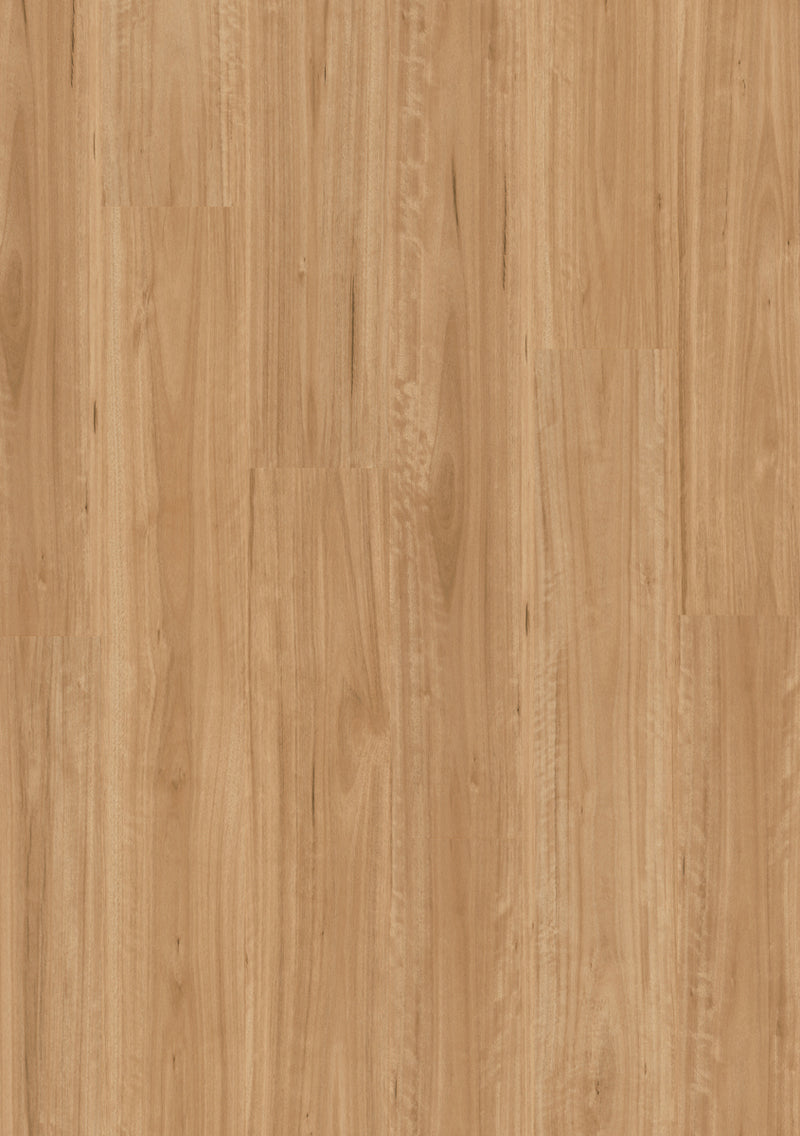 Bleached Blackbutt - Titan
